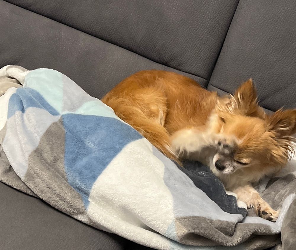 Chihuahua Rudi putzt sich auf der Couch
