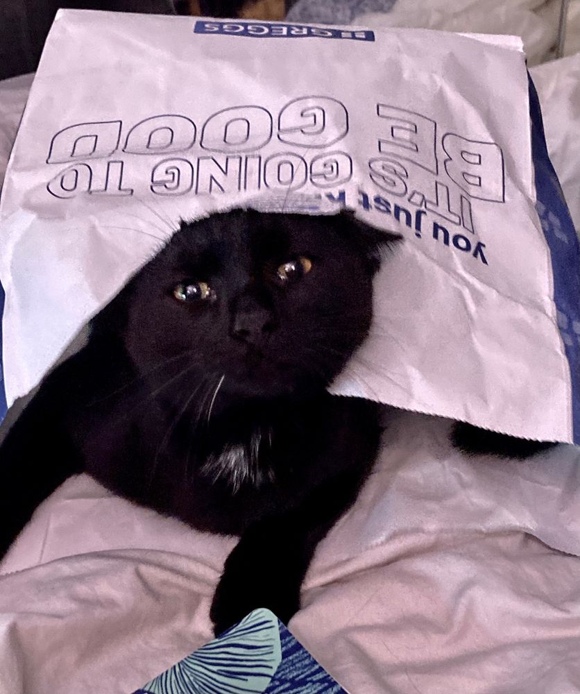 Black kitten with small white patch on her chest, peeping out of a rip in a Greggs paper bag she is in (and that she ripped of course!).