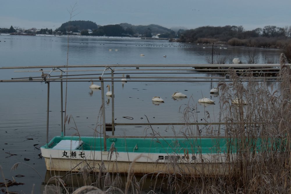 船と岸辺で寝る白鳥
