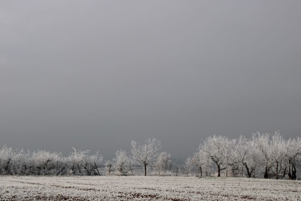 Das Bild zeigt eine winterliche Landschaft, die von Frost oder Schnee bedeckt ist. Im Vordergrund ist ein weitläufiges Feld zu sehen, das mit einer dünnen Schicht Frost oder Schnee bedeckt ist. Im Hintergrund stehen mehrere Bäume, die ebenfalls mit einer frostigen Schicht bedeckt sind, was ihnen einen leichten, glitzernden Effekt verleiht. Der Himmel ist grau und bewölkt, was auf kaltes Wetter hinweist. 