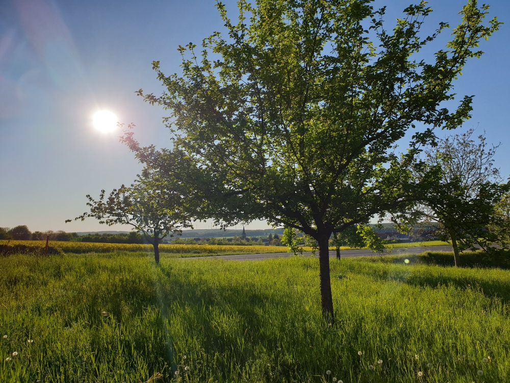 Das Bild zeigt eine idyllische Landschaft, in der mehrere junge Bäume in einer grünen Wiese stehen. Es ist Tag, und die Sonne strahlt am Himmel, was eine freundliche, einladende Atmosphäre schafft. Die Vegetation wirkt gesund und lebendig, mit üppigem grünem Gras und frischem Laub an den Bäumen. Im Hintergrund sind sanfte Hügel oder weitere Bäume zu sehen.