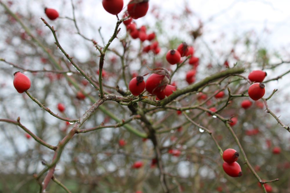 Das Bild zeigt einen Zweig eines Strauchs oder Baumes mit leuchtend roten Hagebutten. An manchen Zweigen hängen die Wassertropfen vom Nebel. Der Hintergrund ist leicht verschwommen, was den Fokus auf die Beeren und die Zweige lenkt. 