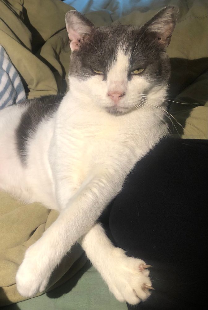 A beautiful grey and white cat with green eyes on an unmade bed. His front paws are crossed and his claws are in my leg. He appears to be bored and rolling his eyes but he actually just kind of always looks that way and also I caught him in the middle of a blink.