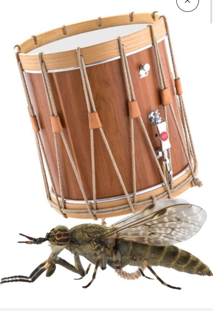 Das Bild einer Bremse (Insekt) und einer Trommel auf dem Rücken.