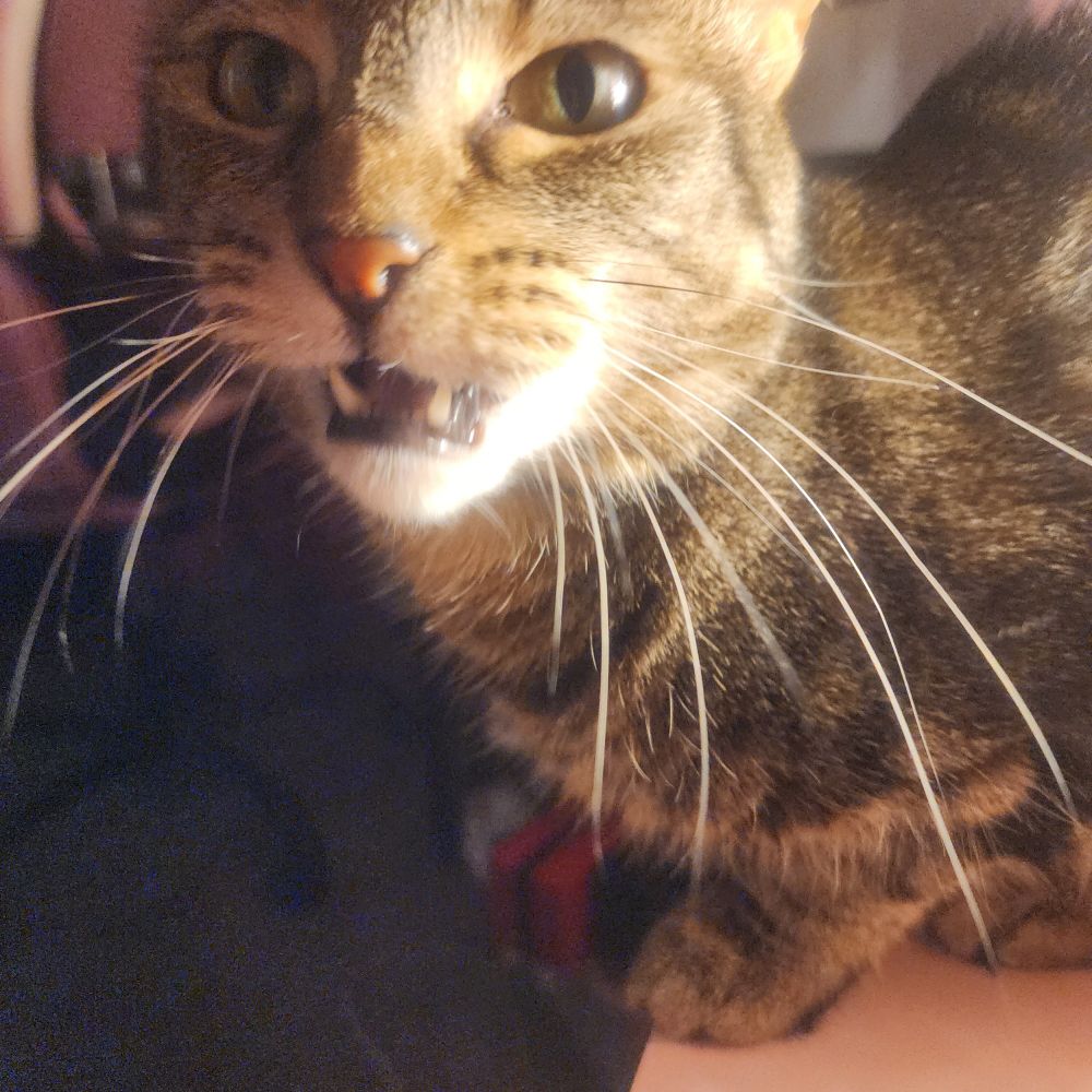 Cat meowing