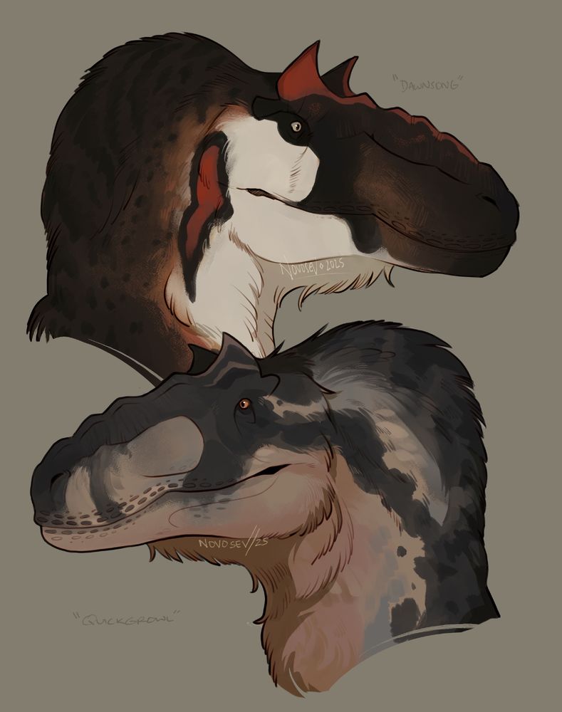 A dual headshot of two Yutyrannus. The top portrait is a male, with higher contrasting markings of brown, orange and white with a red crest. The lower portrait is a duller, desaturated brown female with a slightly smaller crest and less neck plumage. 