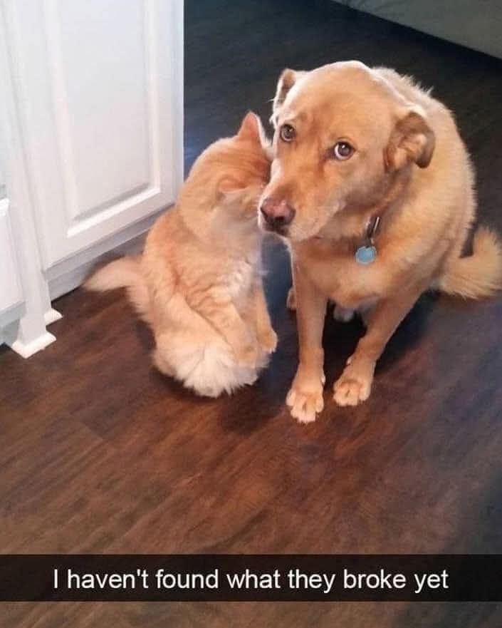 An orange cat is hiding behind a dog of the same color. The dog is looking at the camera with guilt-ridden, puppy-dog eyes. The caption reads, "I haven't found what they broke yet." 