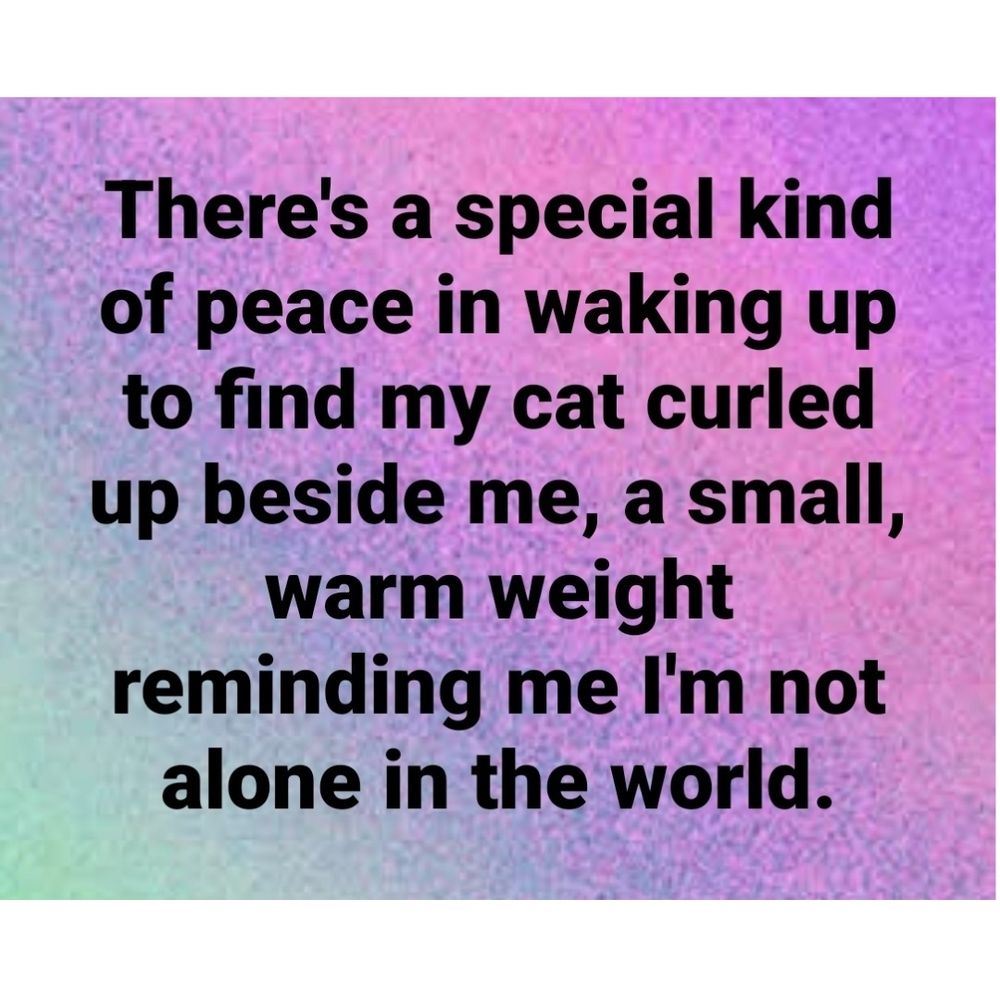 There's a special kind of peace in waking up to find my cat curled up beside me, a small warm weight reminding me I'm not alone in the world. 