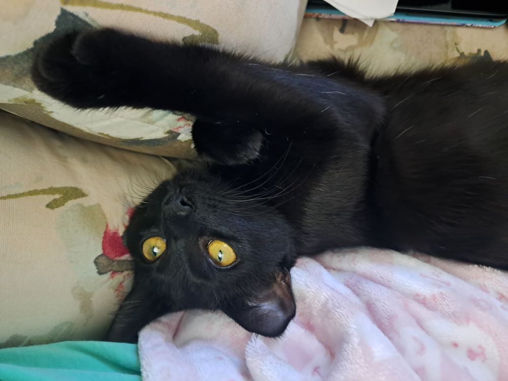 Black cat laying next to me on the couch, looking up at me and reaching for my camera
