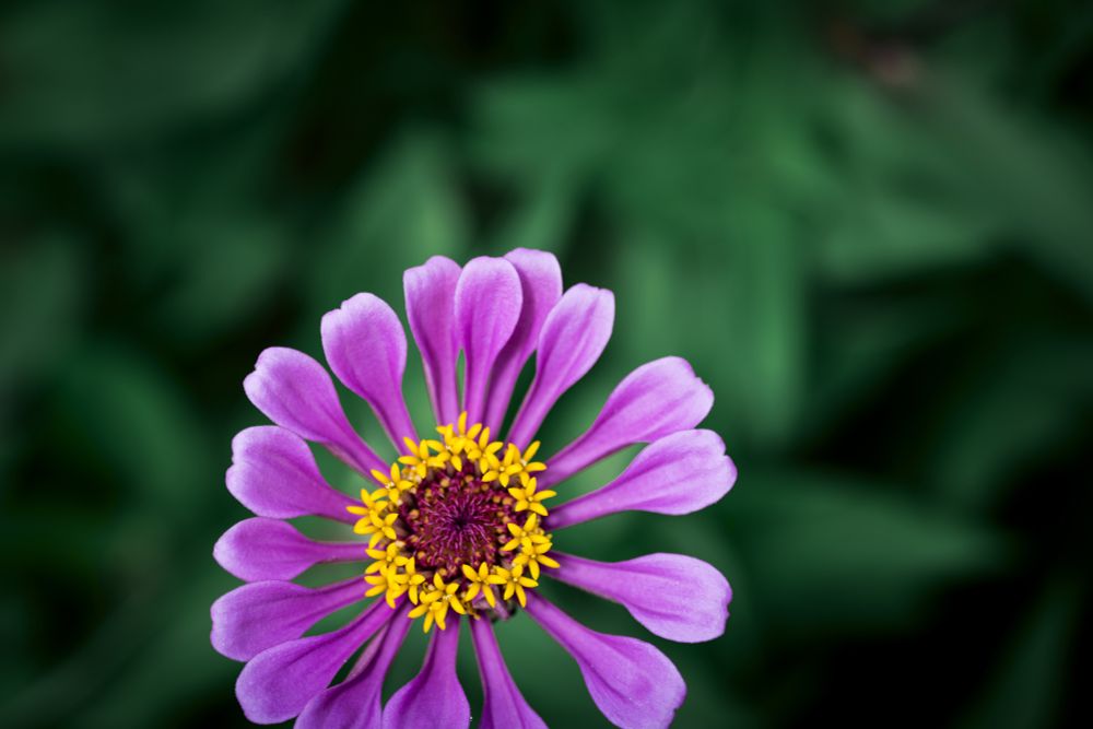 Macro shot of flower with long stemmed purple/violet colored petals. Inside are smaller yellow flowers with five petals on each. 