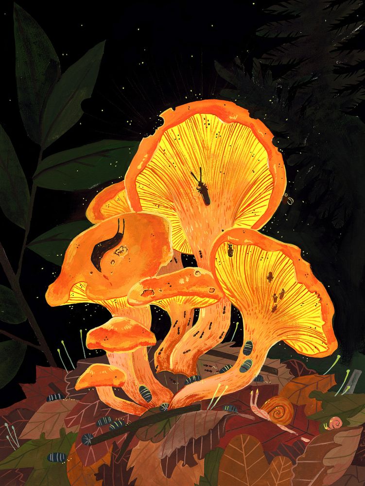 Bright gouache painting of orange glowing mushrooms, Omphalotus illudens, on a forest floor against a dark night sky. The mushrooms are covered in the insects that feed on them: snails and ants, flies and dark beetles.