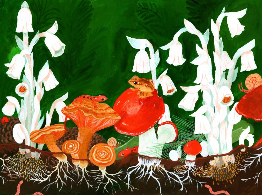 Gouache painting of a forest floor and the soil beneath it. The ground is bursting with Lactarius and saffron milky cap mushrooms, whose mycelia are entwined beneath the soil with the parasitic root ball of the ghost pipe flower. Lacking chlorophyll, the white flowers stand out against the lush green background. A spring peeper and an eastern red newt greet each other from atop mushrooms. Worms wriggle under the earth.