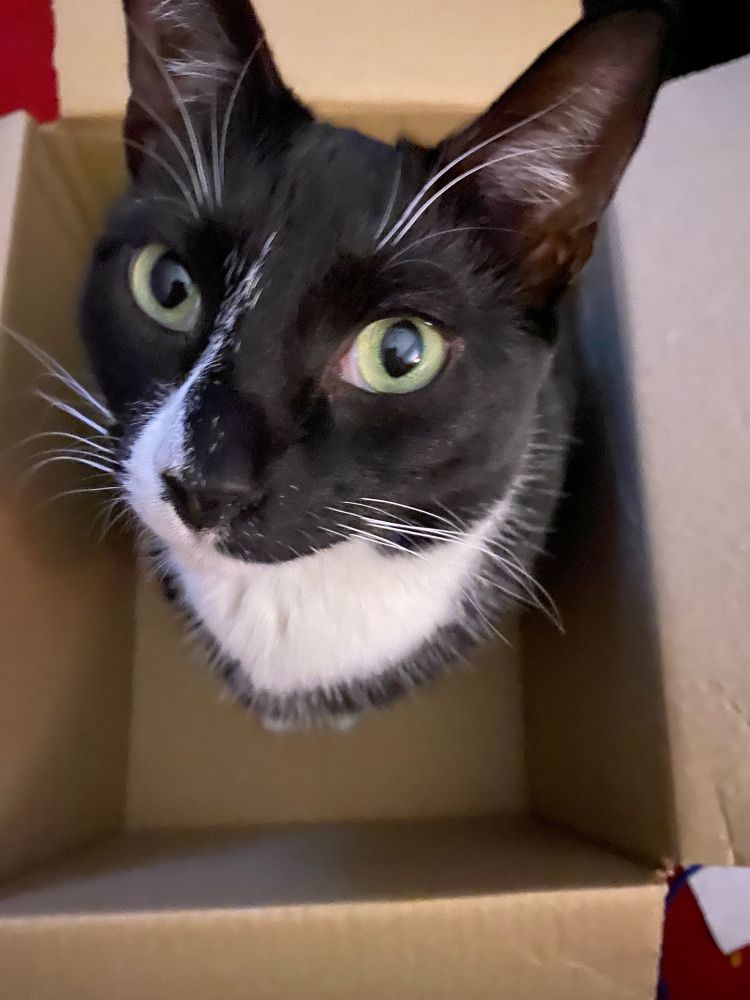 Black and white cat sitting in a box, looking up with big pleading eyes