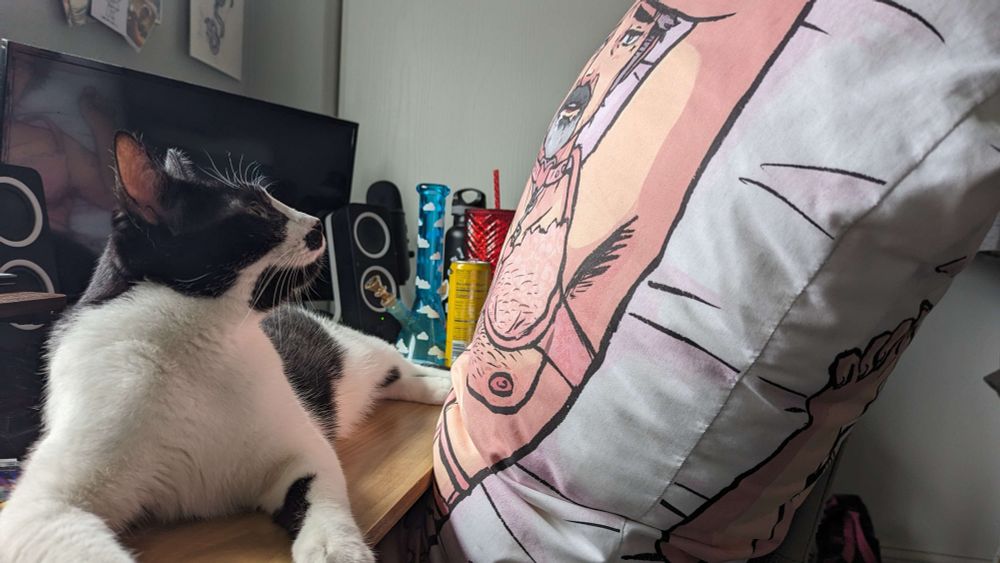 same image but the cat is looking upwards now