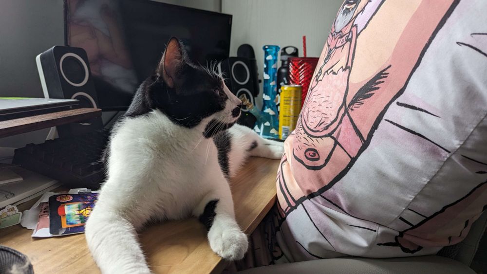 a black and white cat lays on a desk beside a body pillow with a design of izzy hands in lingerie. The pattern is lined up so the breasts of izzy hands are directly in the cat's eyesight