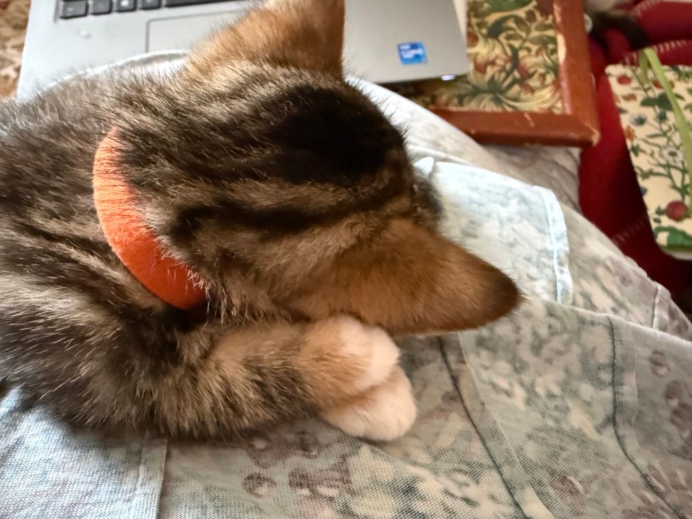 Sleeping tabby kitten on my chest, taken from right in front of my face, close up, just her head seen from behind and two white mittened paws crossed under her head 