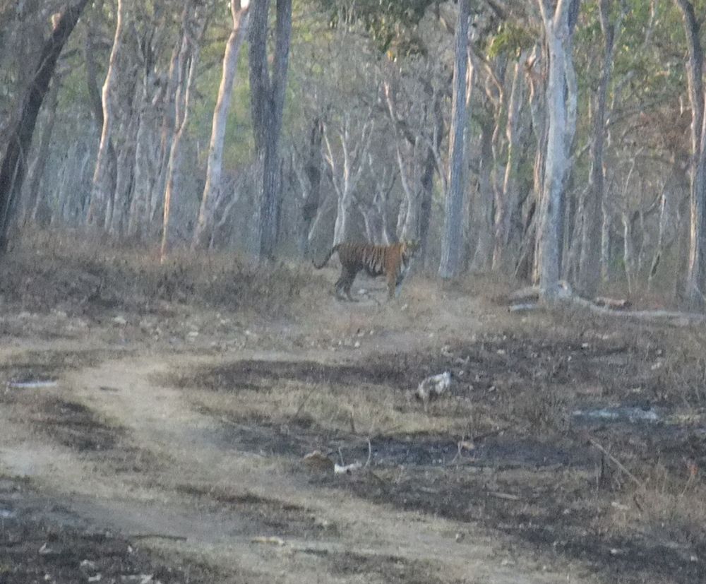 a tiger on a forest path