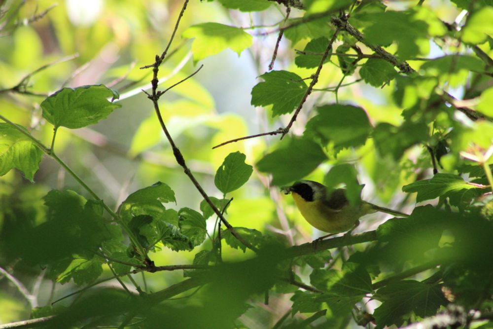 Male