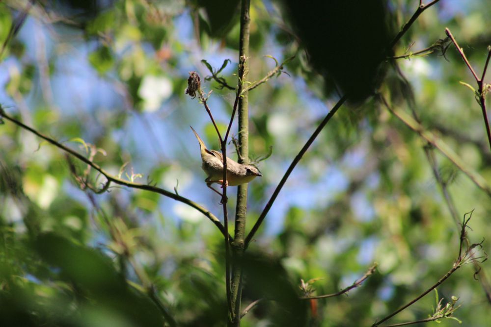Female