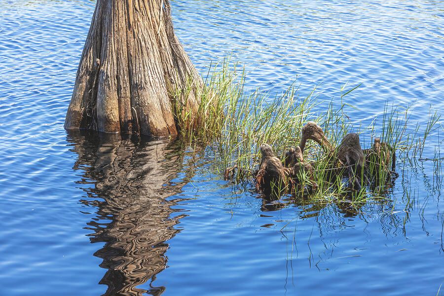 Discover the serene beauty of Lake Louisa State Park in Florida, showcasing a tranquil water scene with a striking cypress tree.