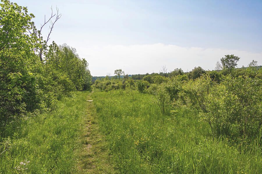 A tranquil pathway through Silent Valley Nature Preserve near Owen Sound, Ontario, featuring lush greenery and a serene atmosphere.