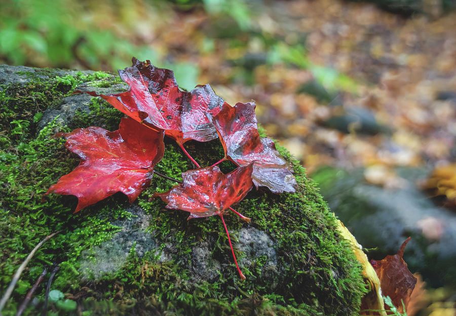 A group of four bright red Autumn-coloured maple leaves rests on a large rock on the forest floor in Bruce's Caves Conservation Area near Wiarton, Ontario.
