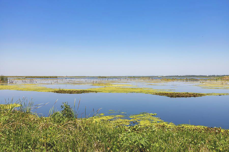 Explore the scenic wetlands of Lake Apopka Wildlife Drive in Orlando, Florida, perfect for nature lovers and birdwatchers.