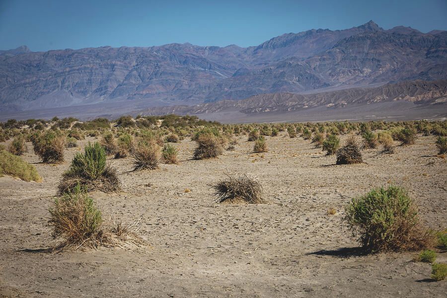 A view of the Devil's Cornfield in Death Valley, California, showcasing sparse desert shrubs, sandy terrain, and distant mountain ranges under a clear blue sky.