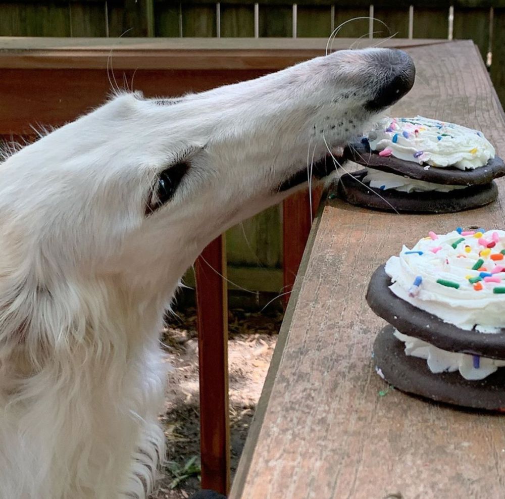 borsoi klaut einen keks vom tisch