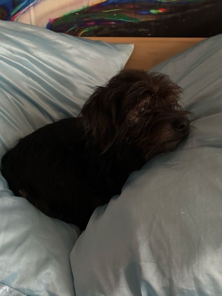 kleiner schwarzer mischlingshund anna sitzt zwischen hellblauen satinkissen und sieht gemütlich aus