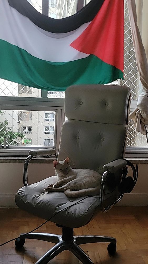 Gato branco deitado em uma cadeira branca de rodinhas, ao fundo a bandeira da Palestina pendurada na janela