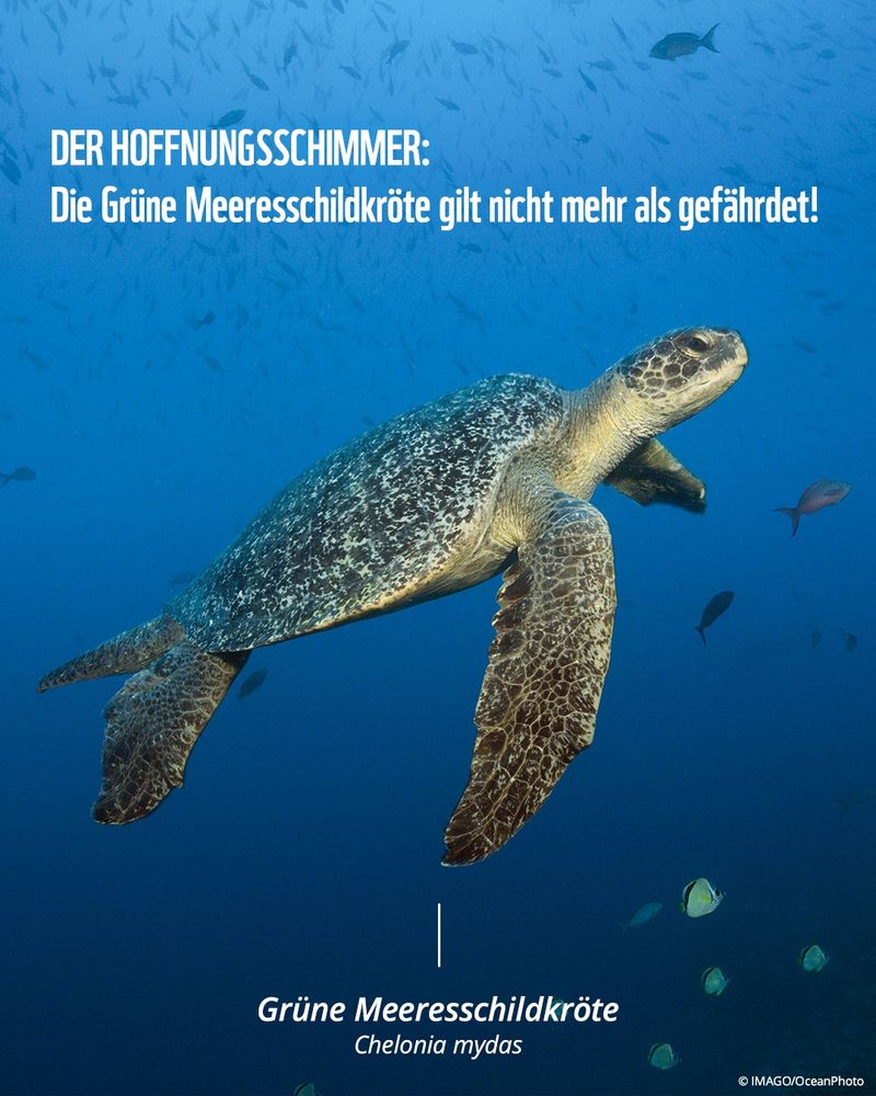 Foto einer Grünen Meeresschildkröte im Meer, Beschriftung: "Die Grüne Meeresschildkröte gilt nicht mehr als gefährdet!"