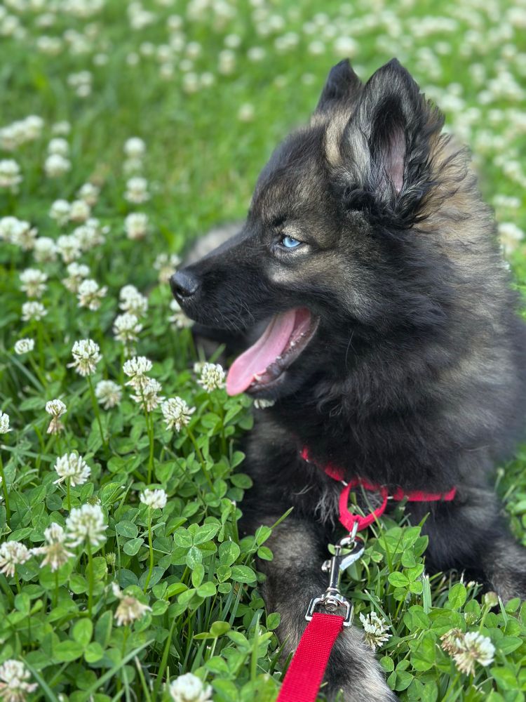 Dog “Knight” in a field of clovers.