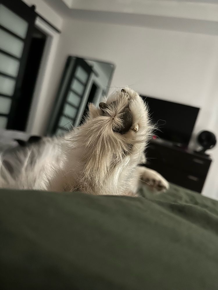 Noble’s paw in face