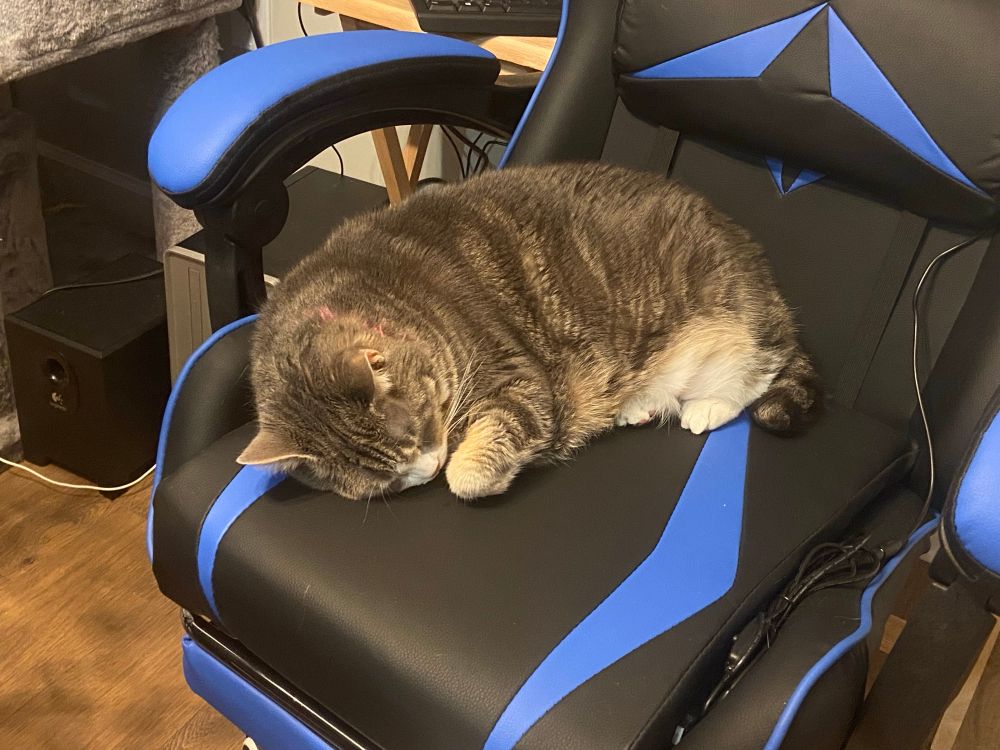 Una gatita gordita y feliz durmiendo sobre la silla de su madre humana