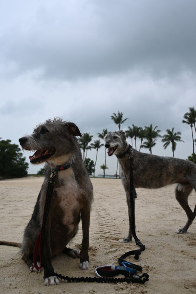 2 dogs on a beach looking  to left with palm trees and moody grey sky