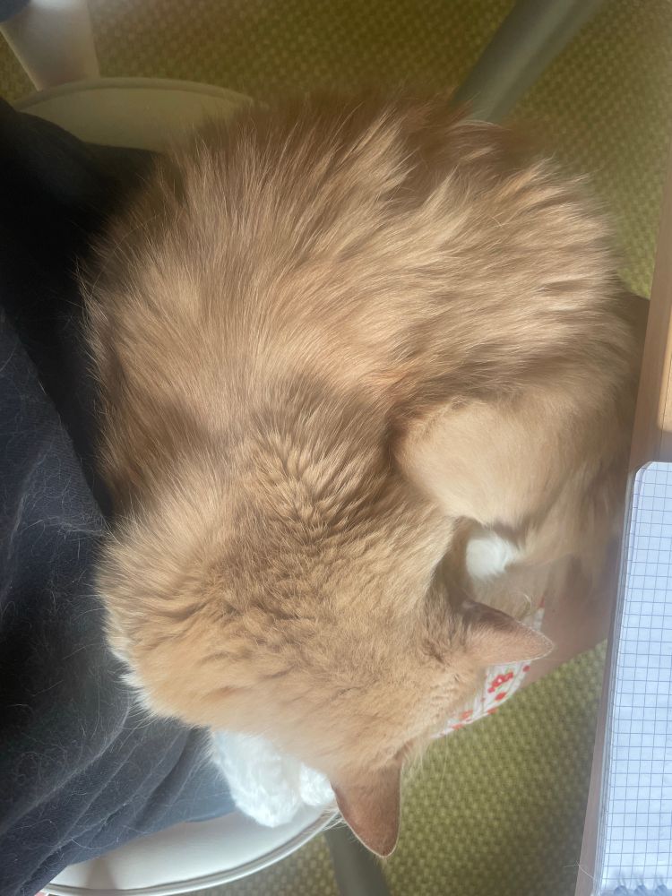 Chat roux roulé en boule qui dort