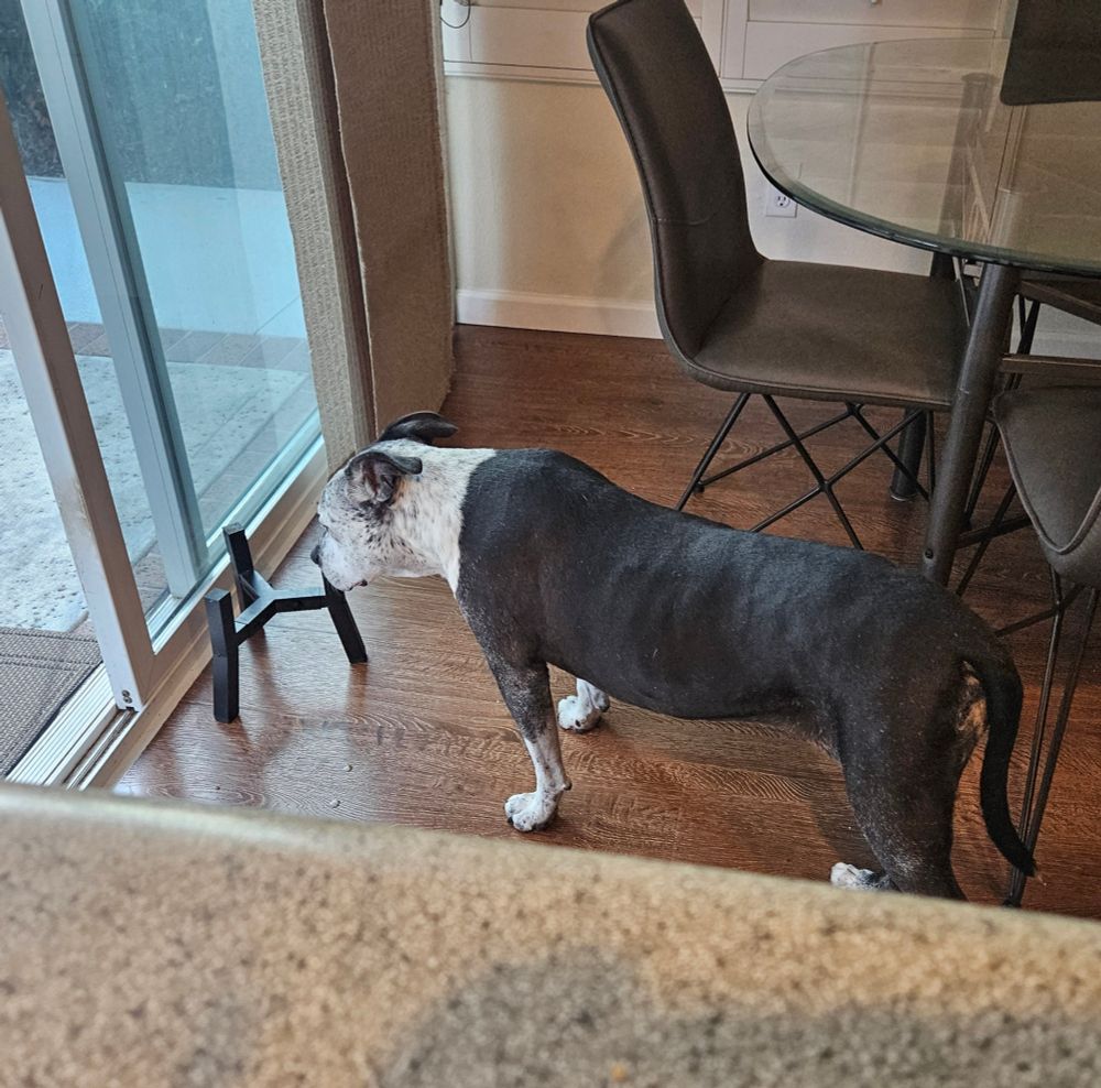 Photo of a dog standing, staring at the empty stand for her food bowl