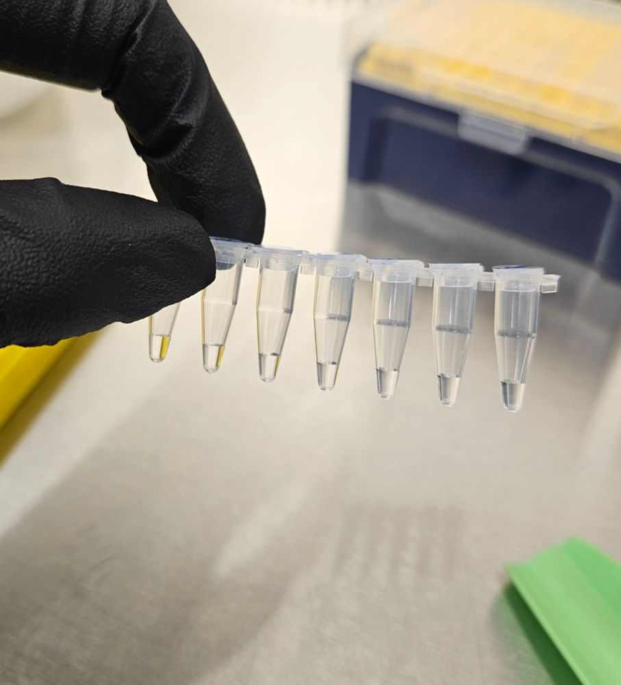 Photo of a gloved hand holding a pcr tube strip with 20uL of clear liquid in each in a biosafety cabinet. 