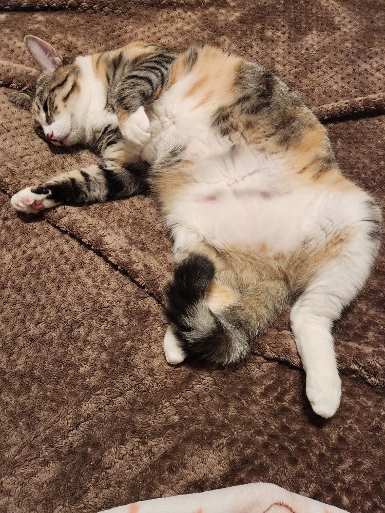 annie laying on her back 