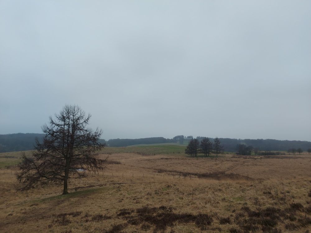 Open heathland on a grey winters day