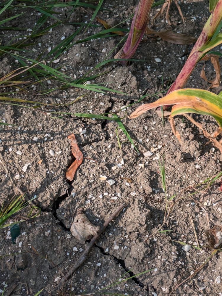 Close-up of the soil around the base of maize plants in a field, showing broken bits of seashell on the surface of the soil
