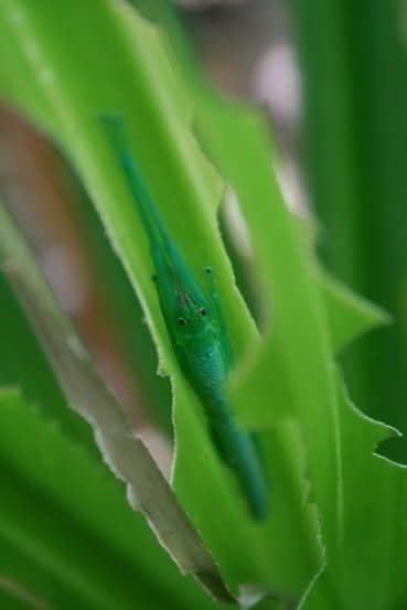 A long slim bright green stick insect with a slightly bluish tinge is hiding among the long slim bright green leaves of a pandanus plant with bitten edges. 