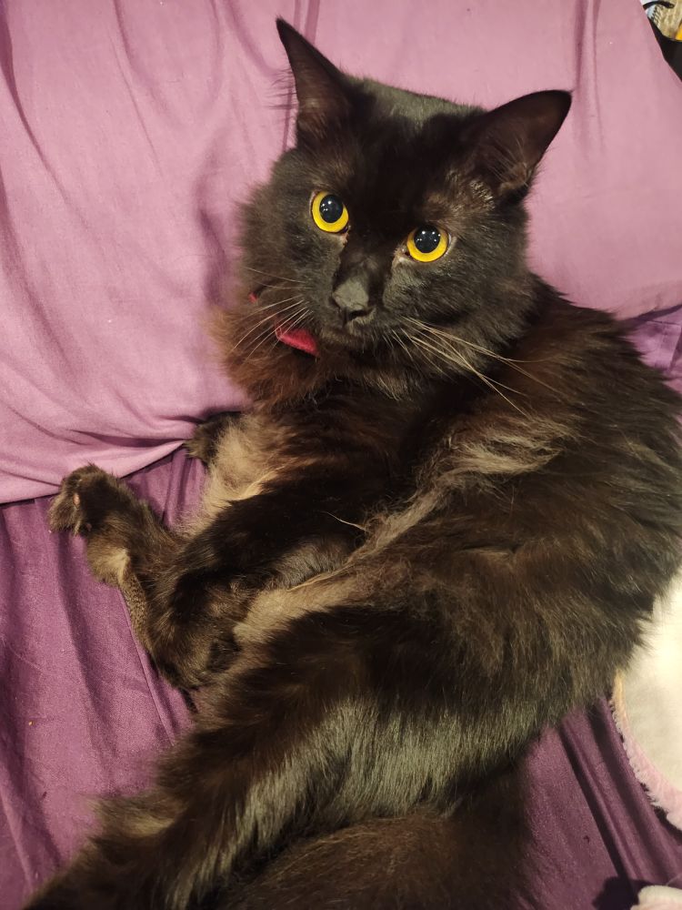 Romeo, my long-haired black cat, sitting upright on my purple bedsheets. The fur on his belly is lighter, and he seems to be staring into space with his big yellow eyes. 