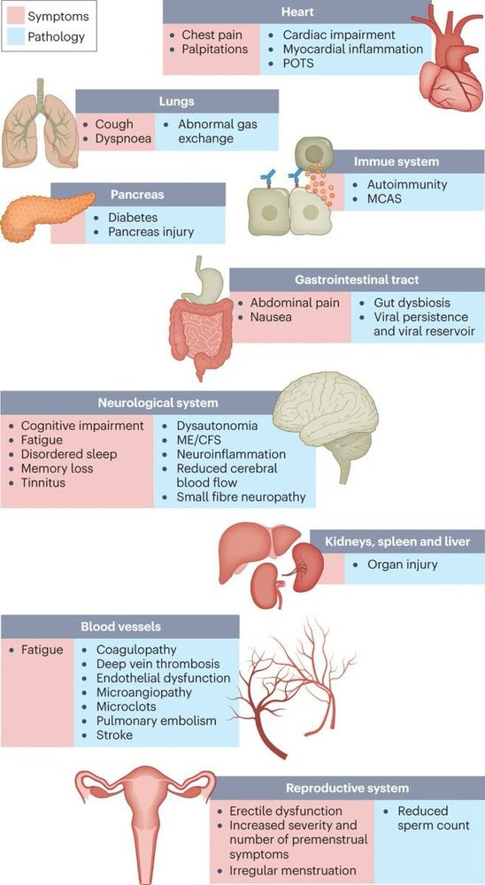 Schéma avec la liste (en anglais) des nombreux organes affectés par le Covid-long, indiquant symptômes et pathologies.