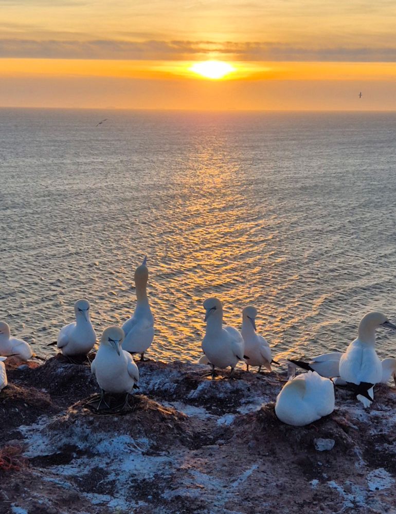 Balzende Basstölpel vor einem Sonnenuntergang. Fotografiert auf Helgoland an der Steilküste mit Blick aufs Meer