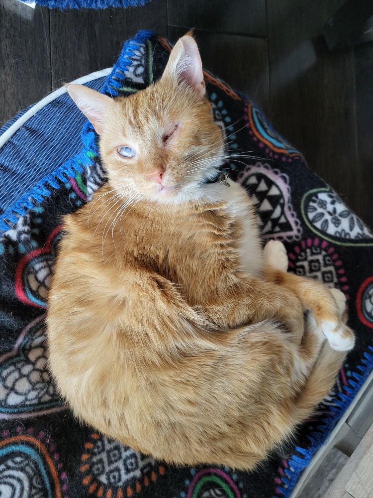 a picture of an orange tabby cat laying on a blue cushion with a small, fleece pet blanket on it. she is missing one eye and her remaining eye is cloudy. she is facing the direction of the camera