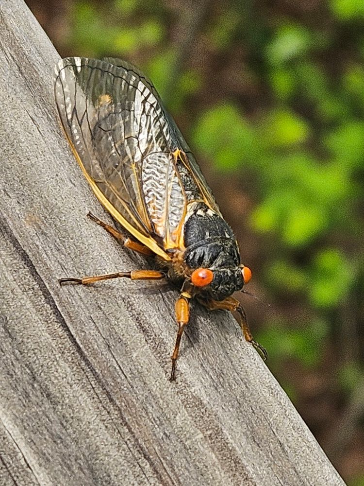 Bright orange cicada eyes just lookin.