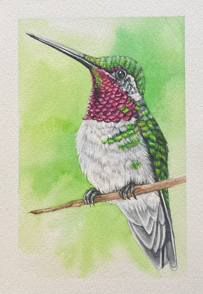 An iridescent red-violet and green hummingbird perched on a branch with a yellow green background wash 