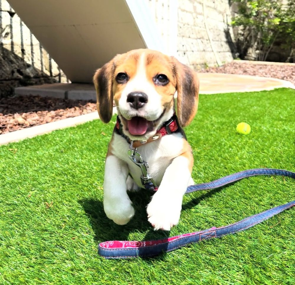 Photo of Marty the puppy